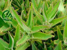 TINTURA DE KALANCHOE